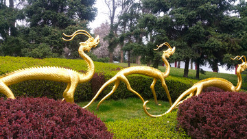 金龙