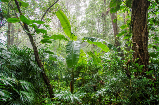 热带雨林雨打芭蕉