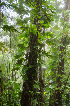 热带雨林中的攀援植物爬藤