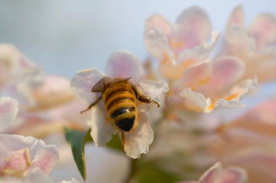 昆虫花朵特写 猬实花 蜜蜂