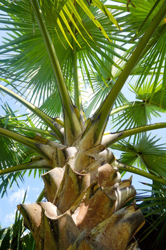 热带棕榈树素材 植物素材