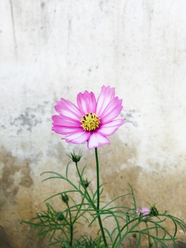 波斯菊