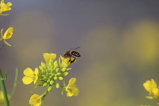 油菜花