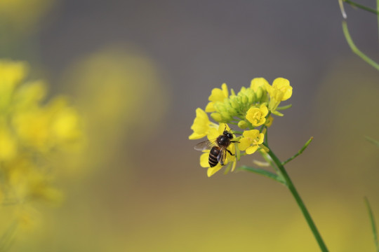 油菜花