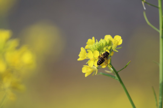 油菜花