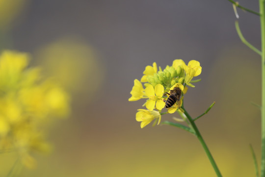 油菜花