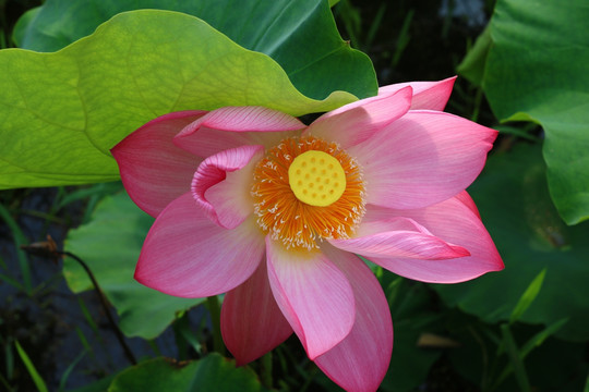 荷花