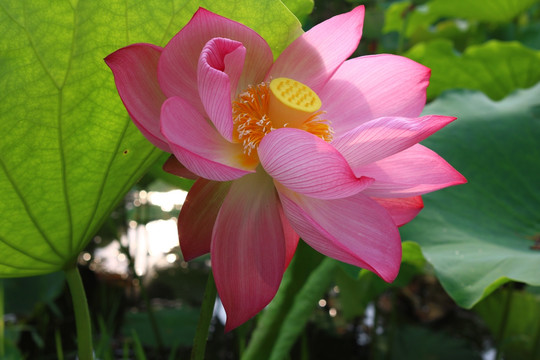 荷花