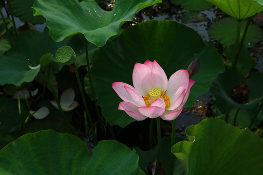 荷花