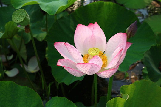 荷花