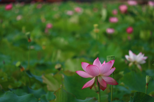 荷花