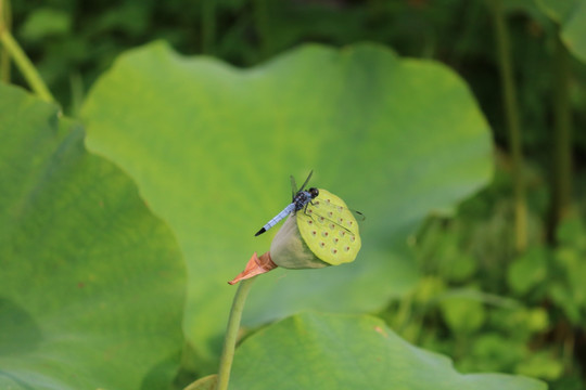 荷花
