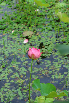 荷花