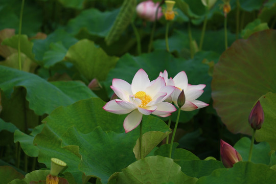 荷花