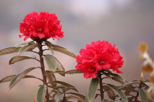 杜鹃花