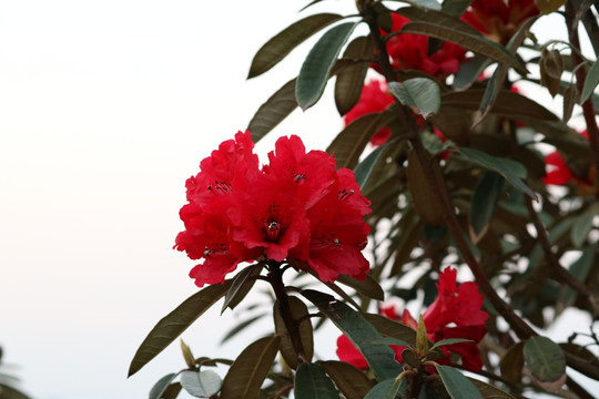 杜鹃花
