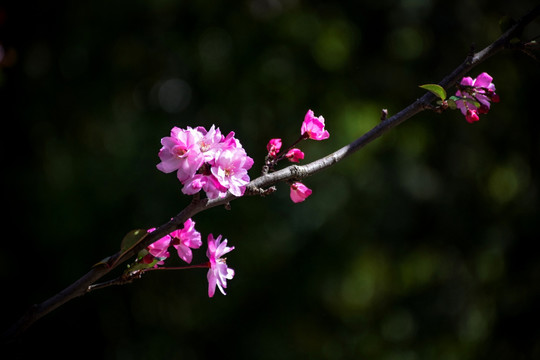 海棠花