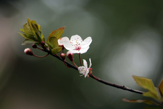 红叶李