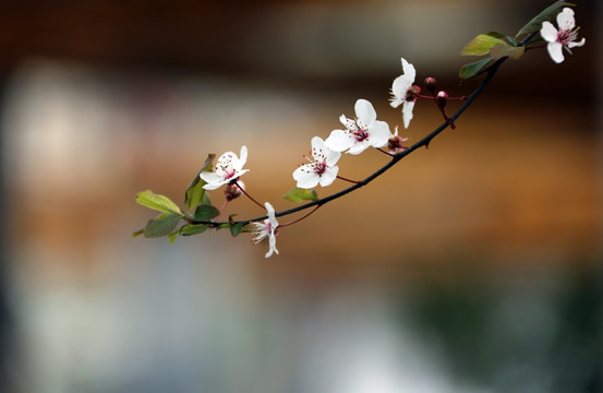 红叶李 李树 上海 徐家汇 花