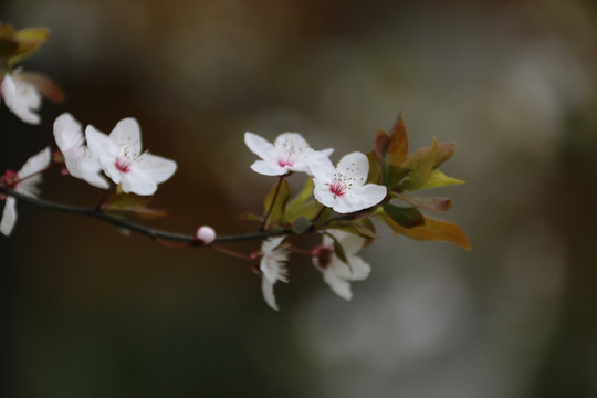 红叶李