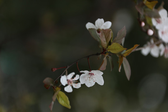 红叶李