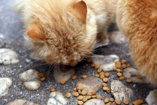 小黄猫吃食 猫 流浪猫