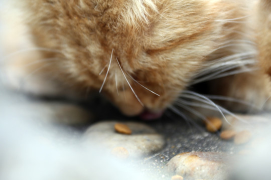 小黄猫吃食