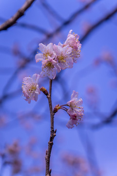 梅花高清