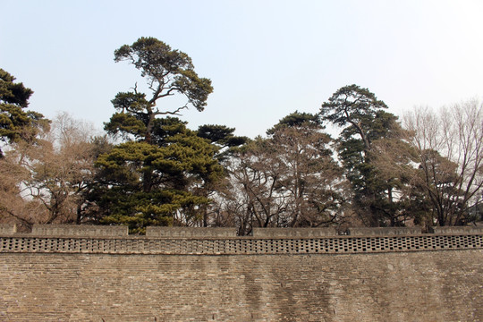 古城墙及古树