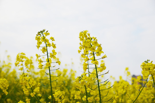 油菜花