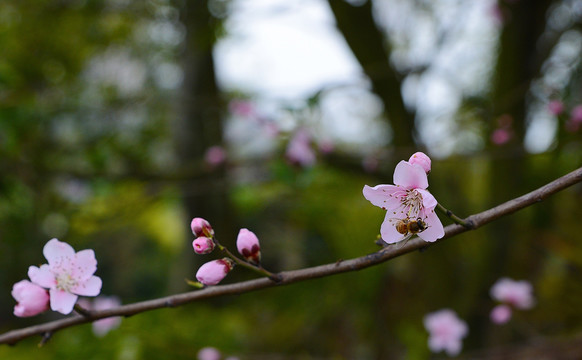 桃花和蜜蜂