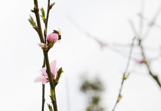 桃花和蜜蜂