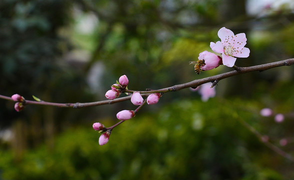 桃花