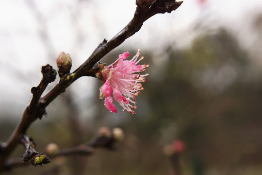 花蕊