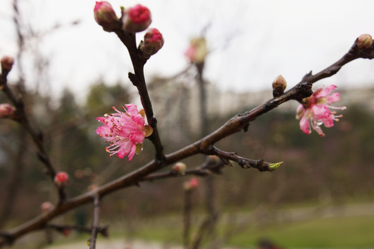 花蕊