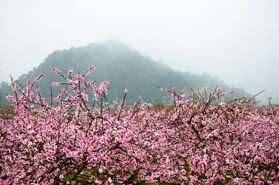 桃花春色