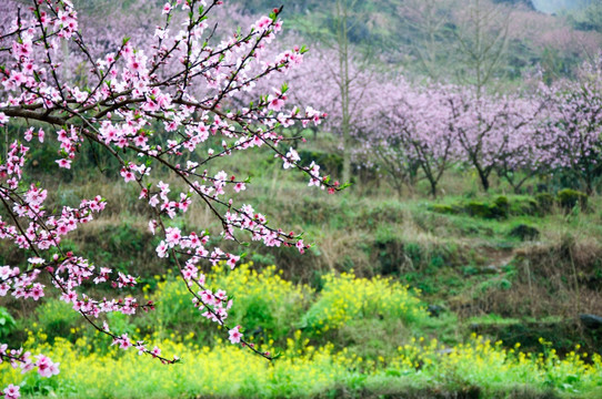 桃花春色