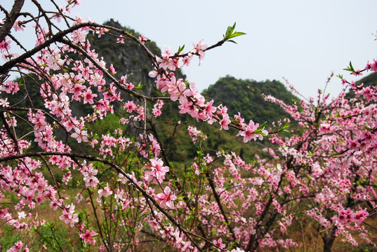 桃花春色