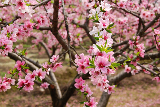 桃花春色