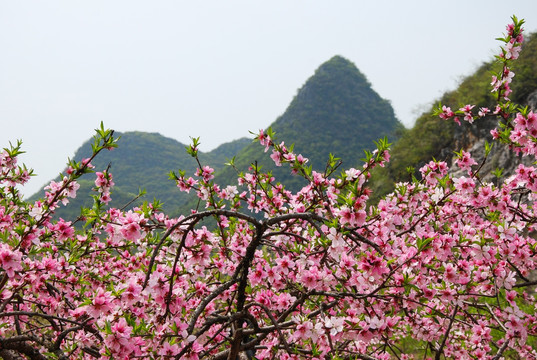 桃花春色