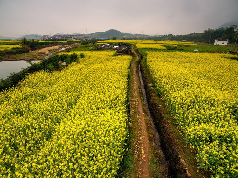 浙江兰溪芝堰村油菜花田全景航拍