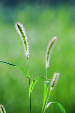 狗尾巴草