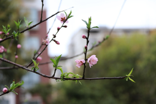 桃花