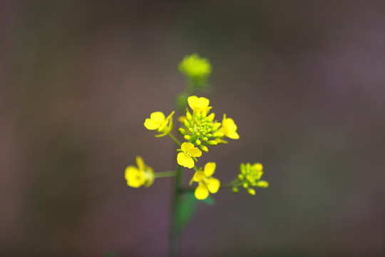 油菜花特写