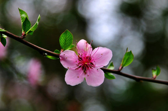 桃花