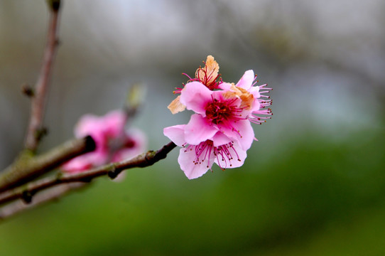 桃花