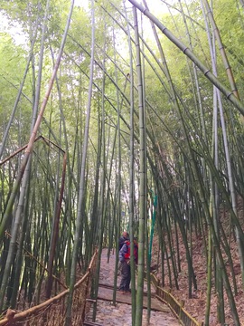 大雾竹林 