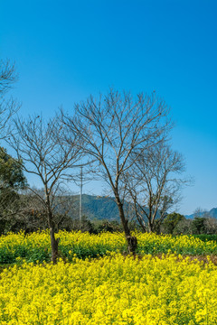 乡村风光