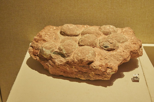 晚白垩纪圆形恐龙蛋化石