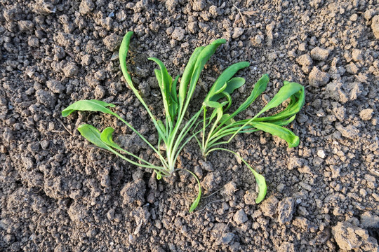 荠菜 野菜